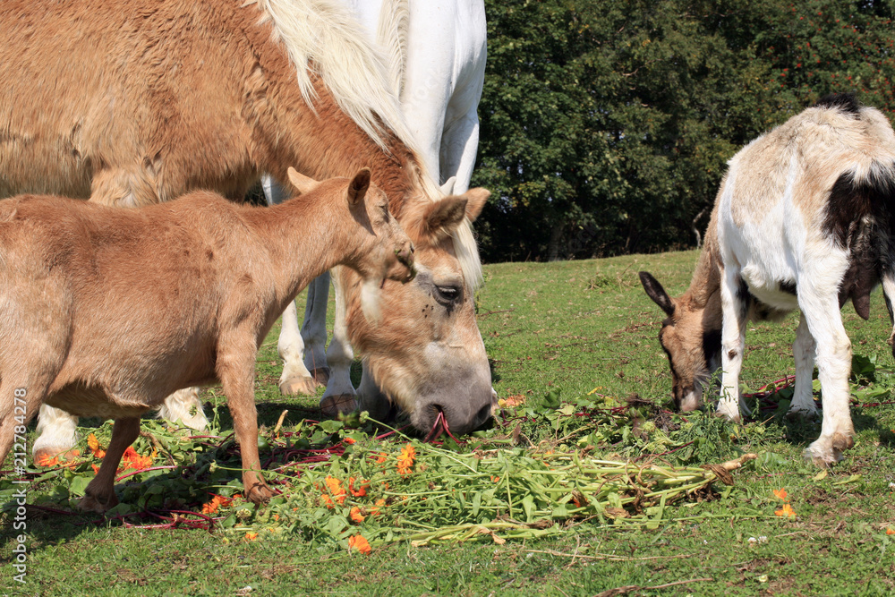 Fototapeta premium Herds of old domestic animals horeses and goats on asylum farm in Poland.