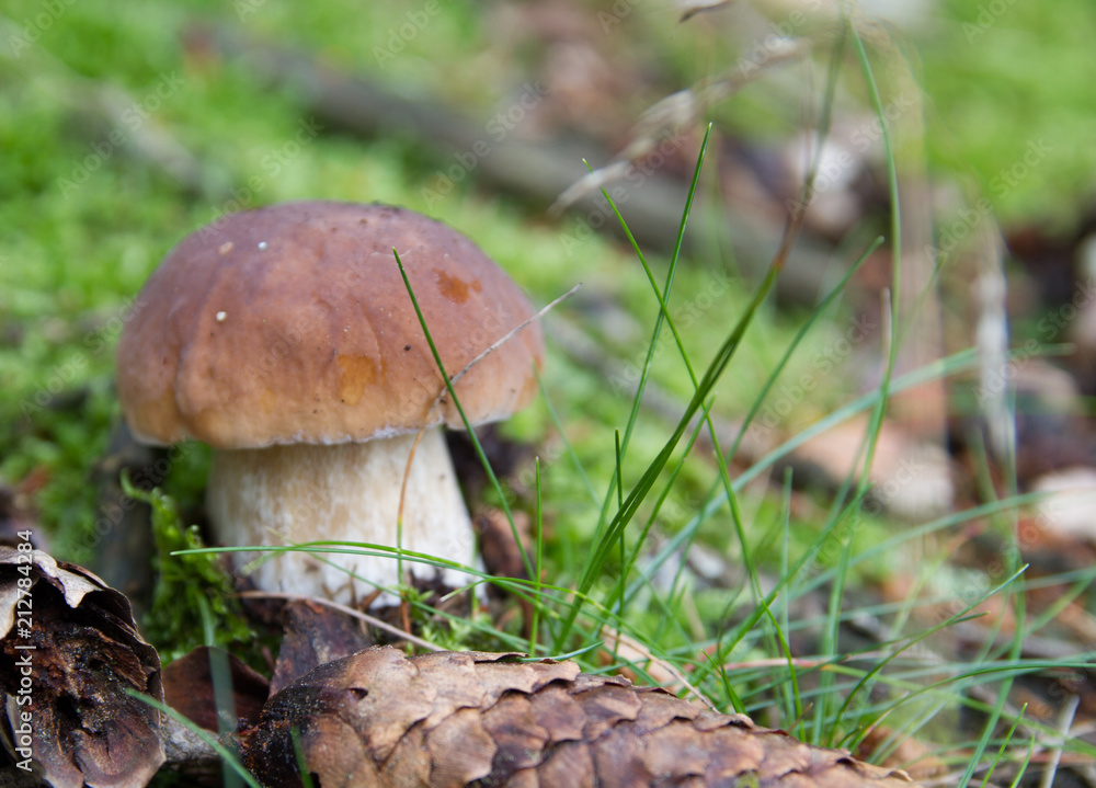 Steinpilz Steinpilz