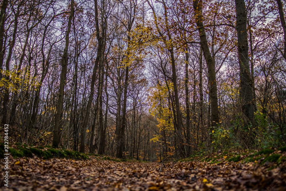 Obraz premium Keukenhof forrests in the autumn