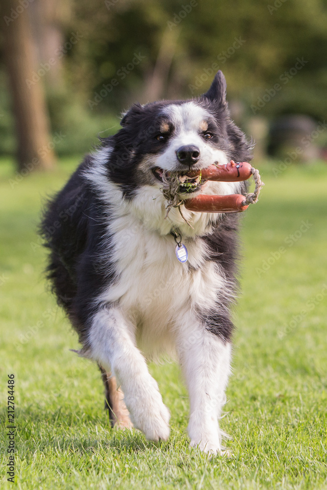 border collie dog outdoors in Belgium