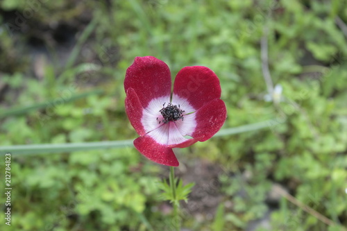 Fototapeta Naklejka Na Ścianę i Meble -  Wild red poppy flower