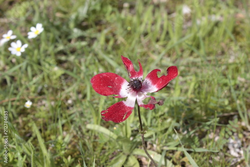 Fototapeta Naklejka Na Ścianę i Meble -  Worn leaved wild red poppy flower