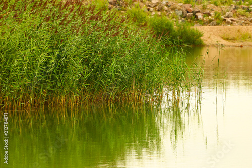 thickets of green grass and reeds on the lake