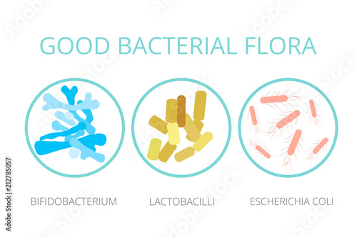 Good bacterial flora. Lactobacilli, bifidobacteria, Escherichia coli infographics