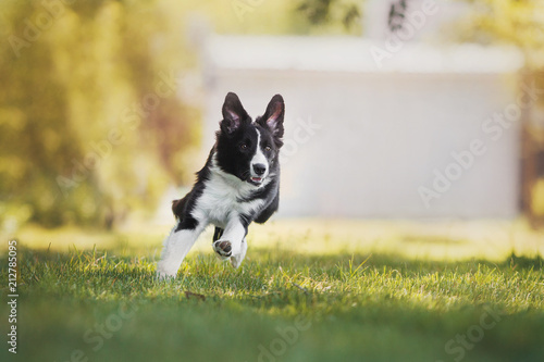 Φωτογραφία Border Collie