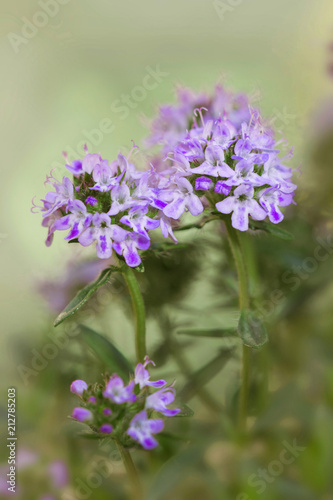 Echter Thymian (Thymus vulgaris), Blüten