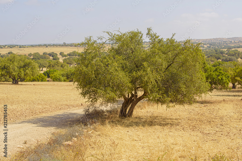Naklejka premium argan tree in Morocco
