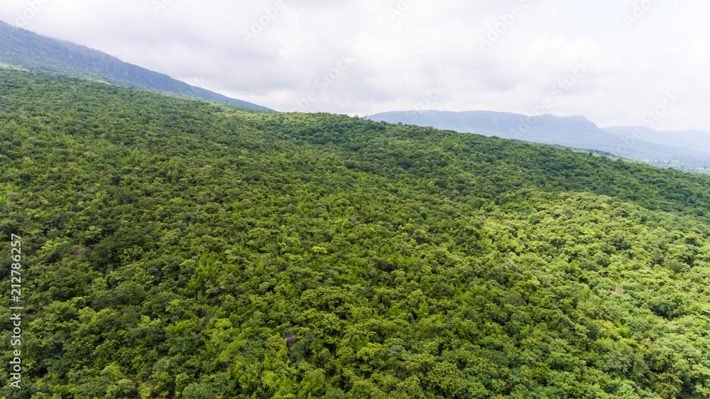 Aerial view of the forest.