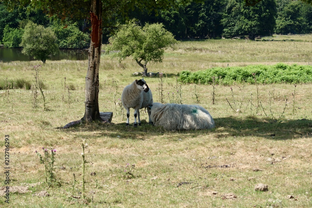 Naklejka premium British Sheep