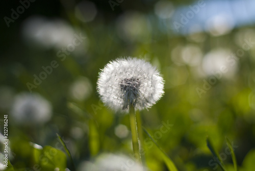 Dandelion