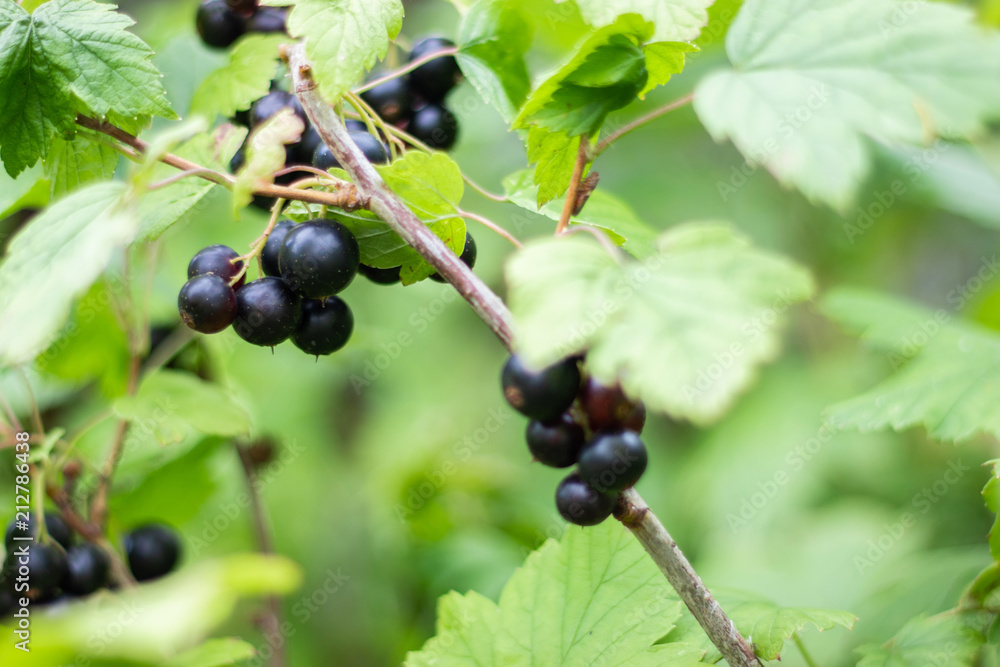 Black currant berries growing on a shrub in the garden, healthy food, fresh farm fruits and harvest concept Black currant berries growing on a shrub in the garden, healthy food, fresh farm fruits and harvest concept