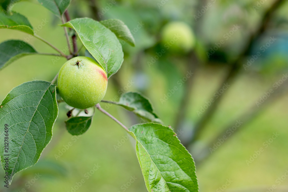 Little green apple growing on a fruit tree in the garden, organic farm food and harvest concept Little green apple growing on a fruit tree in the garden, organic farm food and harvest concept
