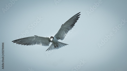 Seagull in blue sky. © ttshutter