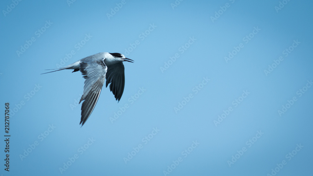 Obraz premium Seagull in blue sky.