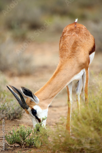 The springbok (Antidorcas marsupialis) , portrait of the young antelope. photo