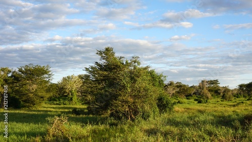 natural green landscape in kenya