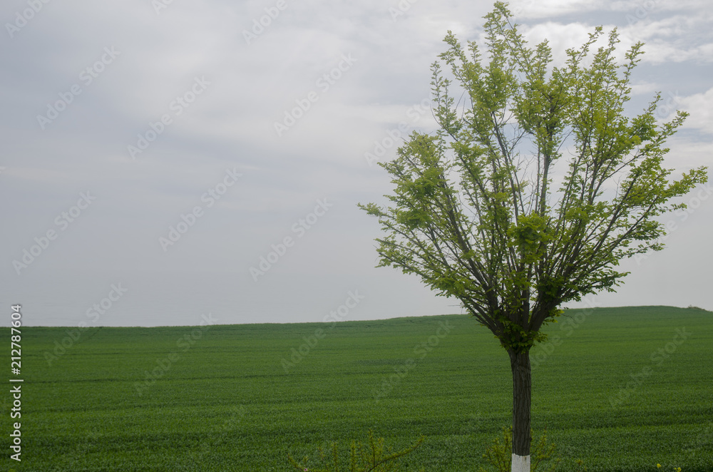 Obraz premium The Lonely Tree