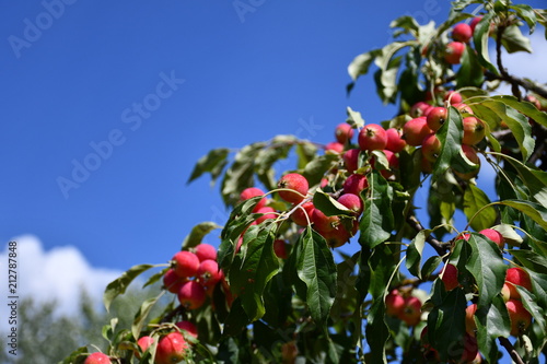 Zdjęcie przedstawiające piękne miniaturowe rajskie jabłka na tle niebieskiego nieba
