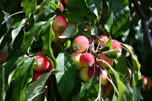 Zdjęcie przedstawiające piękne miniaturowe rajskie jabłka
