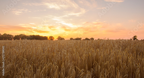 Field of corn ready for harvest at sunset