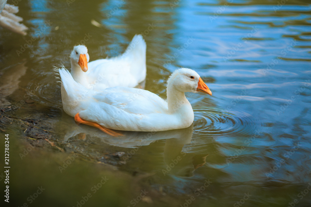 Two white geese swimming in the pond Two white geese swimming in the pond