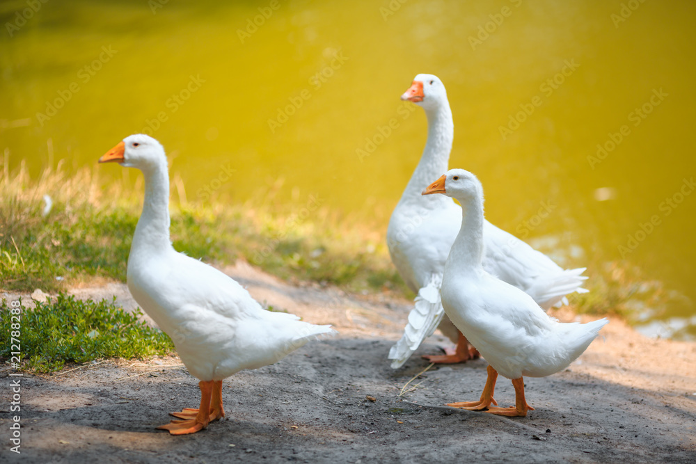 Three white geese family walking near the pond Three white geese family walking near the pond
