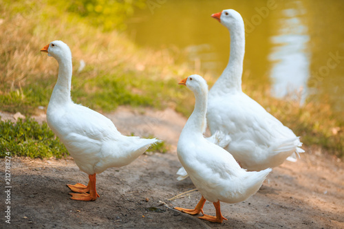 Three white geese family walking near the pond