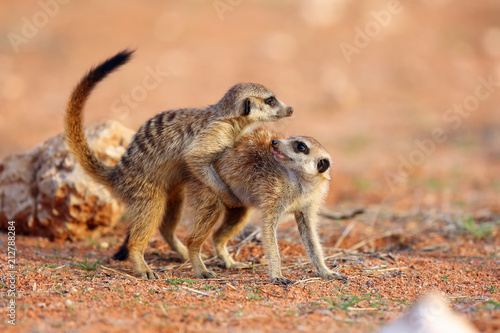 Canvas Print The meerkat or suricate (Suricata suricatta) patrolling near the hole