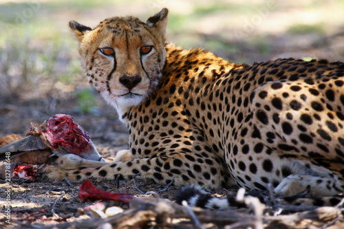 The cheetah  Acynonix jubatus  at prey. Cheetahs feed on the hunted springbock.