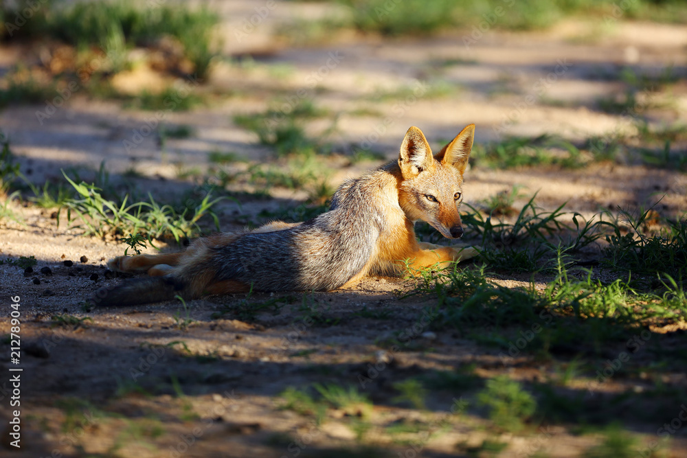 Obraz premium The black-backed jackal (Canis mesomelas) in the desert. Jackal in the evening light.