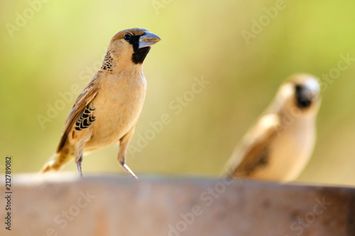 The sociable weaver (Philetairus socius), also commonly known as the common social weaver, common social-weaver, and social weaver sitting on the sand. Passerine with brown background. photo