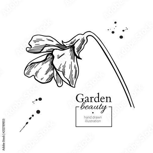 Violet flower drawing. Vector hand drawn engraved floral set. Vi