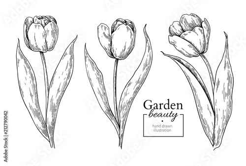 Tulip flower and leaves drawing. Vector hand drawn engraved flor