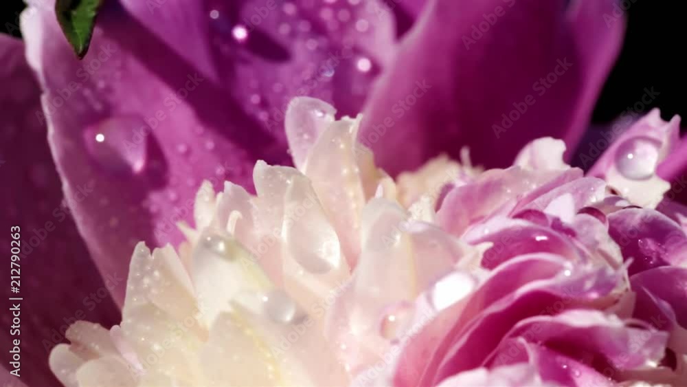 Slow motion. Macro of a lush blooming flower on a Sunny day Slow motion. Macro of a lush blooming flower on a Sunny day