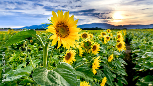 tournesol