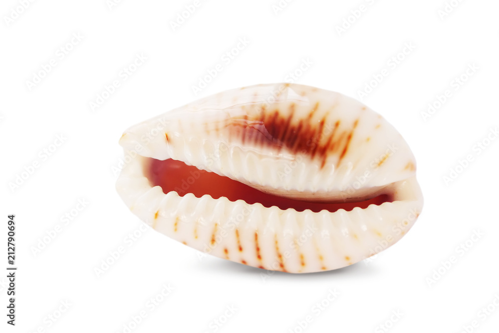 Shiny cowry or cowrie mollusk shell isolated on white background