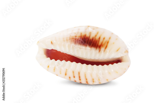 Shiny cowry or cowrie mollusk shell isolated on white background