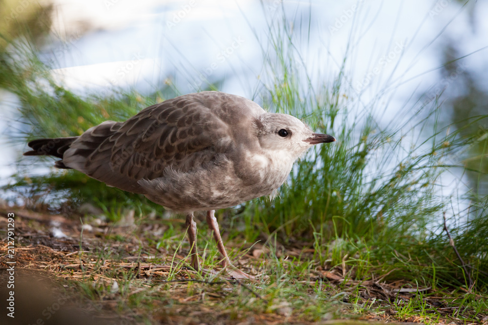 Fototapeta premium Young wild seagull standing