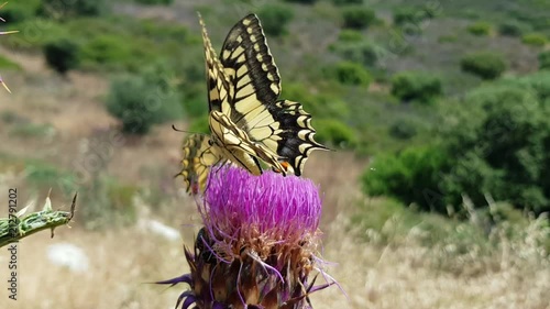 Farfalle macaone photo