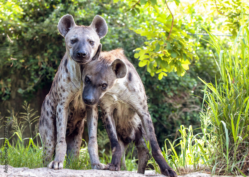 Vászonkép Portrait of a hyena family.