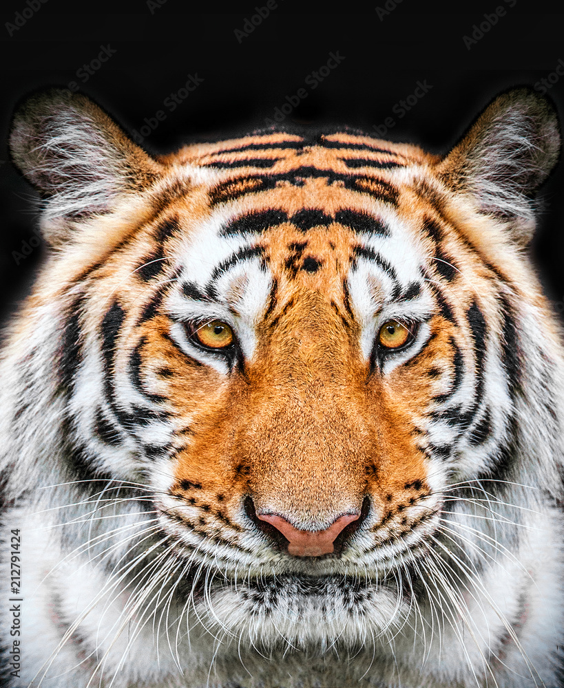 Fototapeta premium Tiger face on black background.