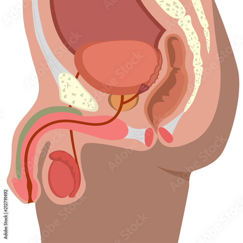Male reproductive system vector illustration