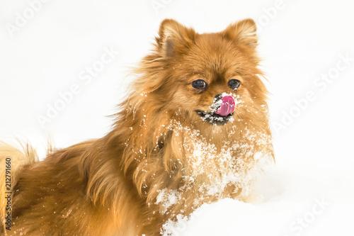 Pomeranian dog in snow. Winter dog. Dog in snow. Spitz in winter forest. Winter © Elena Clair
