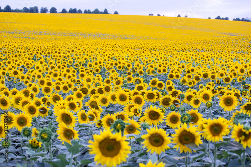 Foto field with plenty of blossoming sunflowers