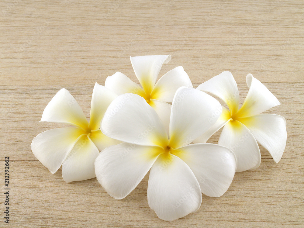 group of blooming pure white frangipani plumeria flower head or leelawadee on wooden desk floor, pile of pretty tropical flowers are fragrant for zen massage spa resort decorate