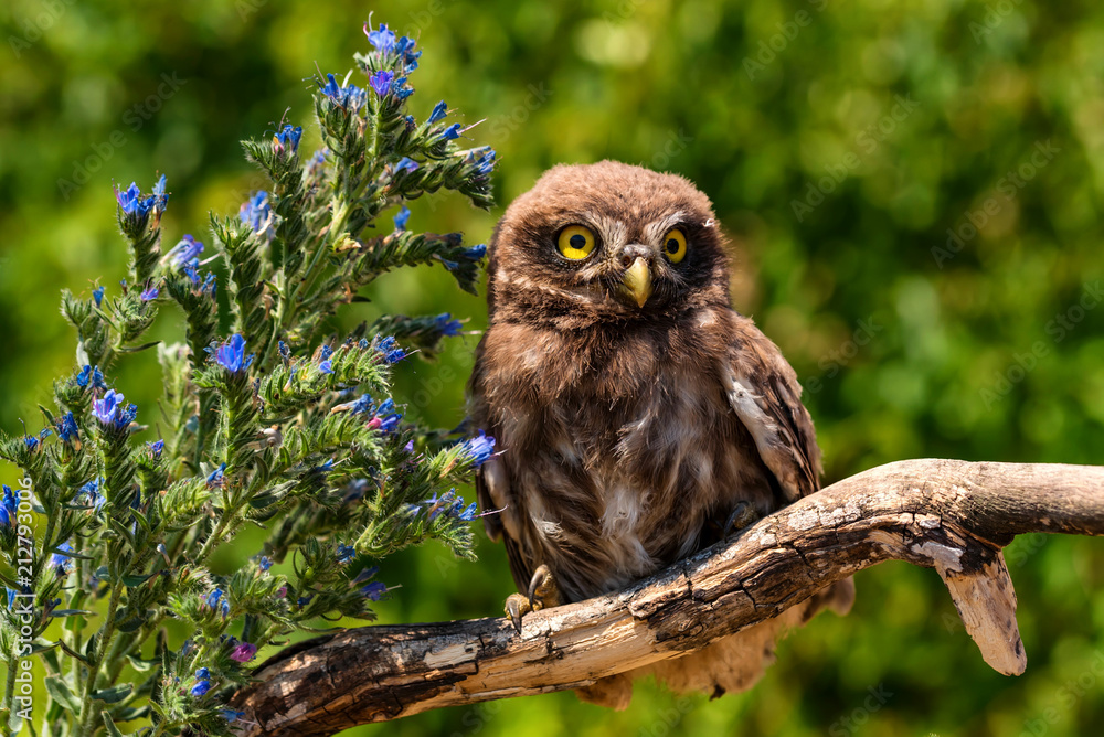 Little owl or Athene noctua perched on branch Little owl or Athene noctua perched on branch