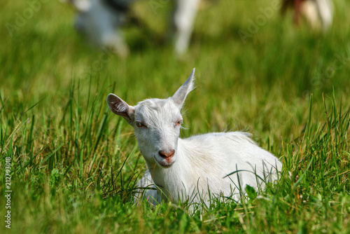 Portrait of a young goat on a chain on the field