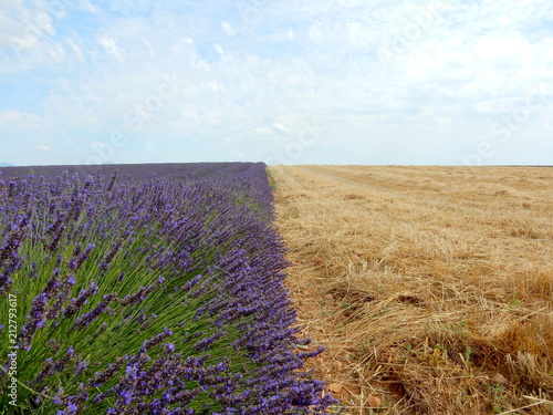 Fototapeta Naklejka Na Ścianę i Meble -  campi di lavanda pronti da raccogliere - Provenza