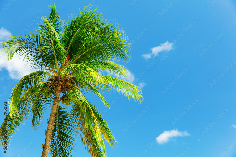 Coconut palm in the wind over blue sky in Barbados