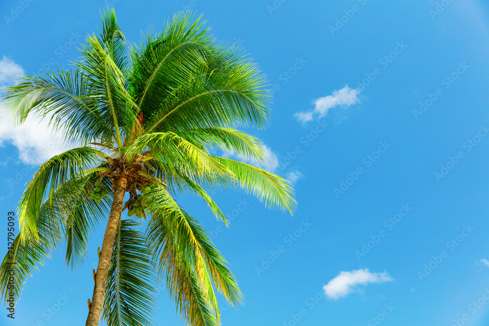 Coconut palm in the wind over blue sky in Barbados Coconut palm in the wind over blue sky in Barbados